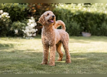 Goldendoodle Welpen