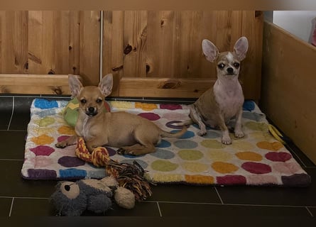 Disney Chihuahuarüde 2-fach geimpft sucht DICH auf Lebenszeit!