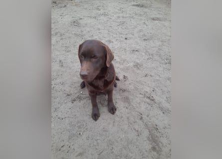 Labrador Welpen schokobraun reinrassig