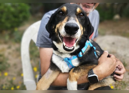 Nando: kleiner Anfängerhund