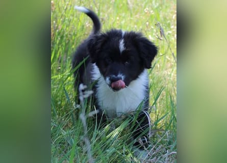 Australian Shepherd Welpe (reinrassig)