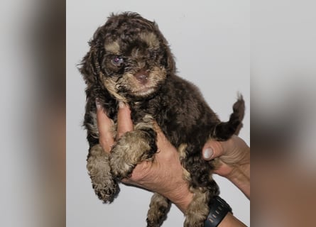 ZWERGPUDEL / TOY 2 männlich braun tan 1 schwarzes Mädchen 1 black tan Mädchen
