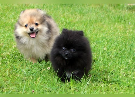 Unser sehr kleines Pomeranian Zwergspitz Mädel "Yulie" sucht Kuschelpartner