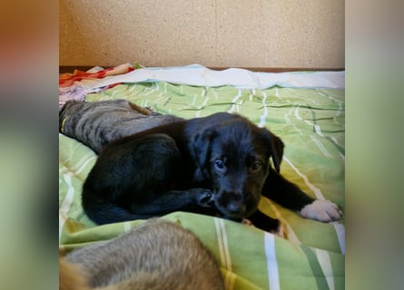 Irish Wolfhound Welpen