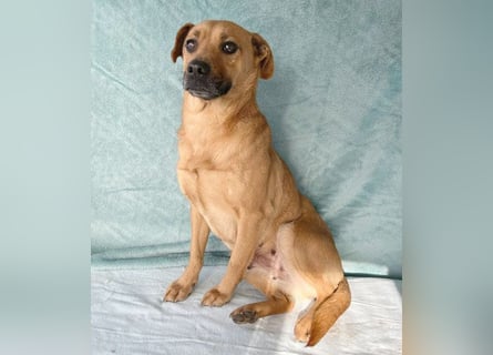 (R) ❤️ liebenswerte MONA - 2 Jahre, 40cm/12kg - Mischling Typ Pinscher