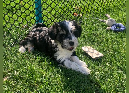 Tibet Terrier Hündin