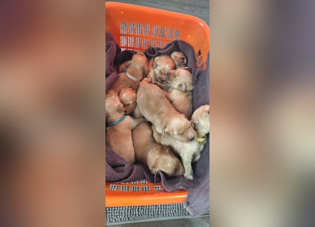Golden Retriever Welpen