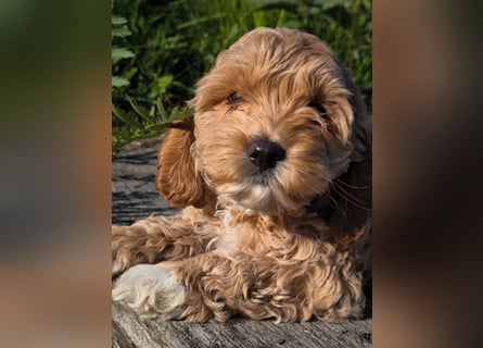 Wunderschöne Cockapoo-Welpen