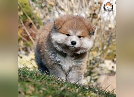 * Akita Inu - Japanische Akita langhaar Welpen, FCI registriert *