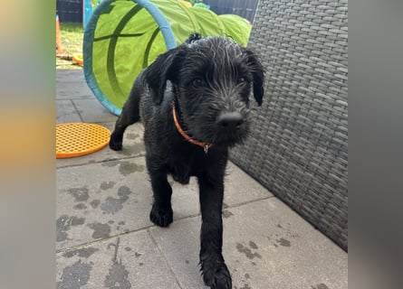 Mittelschnauzer Welpe Rüde