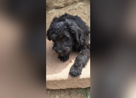 2 putzmuntere Aussiedoodles