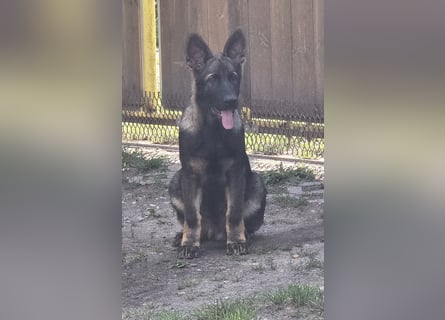 Dunkelgraue Schäferhunde aus Kör-u.Leistungzucht