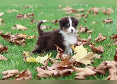 Traumhafte Mini Australian Shepherd Welpen suchen ab sofort ein liebevolles Zuhause