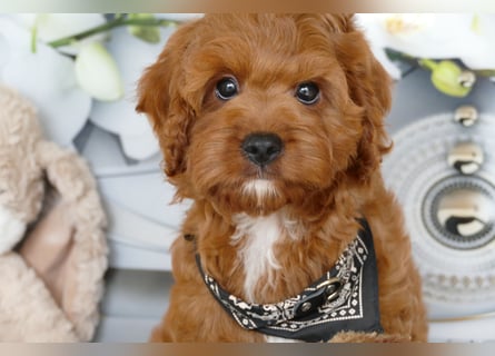 Wunderschöne Cavapoo Welpen F1 (Toypudel/Zwergpudel + Cavalier King Charles Spaniel) mit Ahnentafel