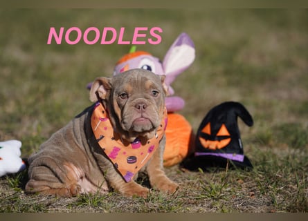 Gesunde, Reinrassige & Wunderschöne Englische Bulldogge Welpen