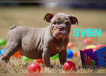 Gesunde, Reinrassige & Wunderschöne Englische Bulldogge Welpen