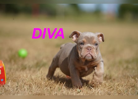 Gesunde, Reinrassige & Wunderschöne Englische Bulldogge Welpen