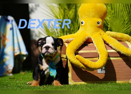 Gesunde, Reinrassige & Wunderschöne Englische Bulldogge Welpen
