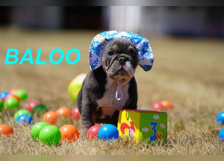Gesunde, Reinrassige & Wunderschöne Englische Bulldogge Welpen