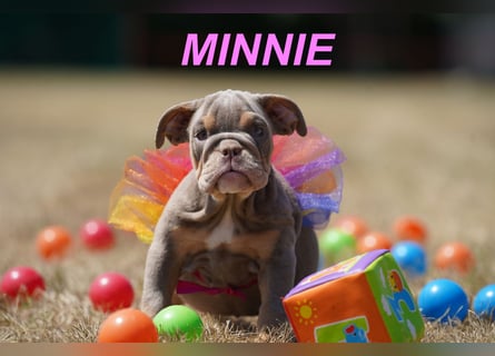 Gesunde, Reinrassige & Wunderschöne Englische Bulldogge Welpen