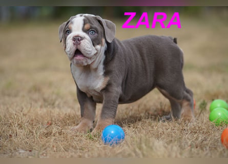 Gesunde, Reinrassige & Wunderschöne Englische Bulldogge Welpen