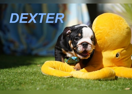 Gesunde, Reinrassige & Wunderschöne Englische Bulldogge Welpen