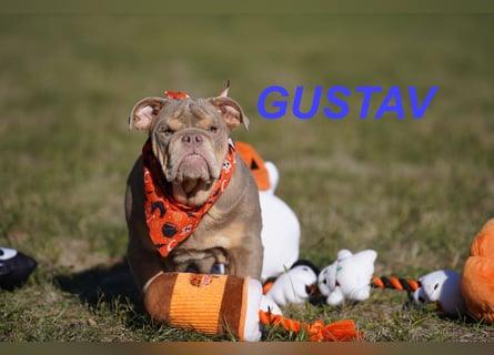 Gesunde, Reinrassige & Wunderschöne Englische Bulldogge Welpen