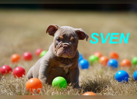 Gesunde, Reinrassige & Wunderschöne Englische Bulldogge Welpen
