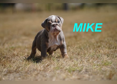 Gesunde, Reinrassige & Wunderschöne Englische Bulldogge Welpen