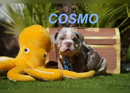 Gesunde, Reinrassige & Wunderschöne Englische Bulldogge Welpen