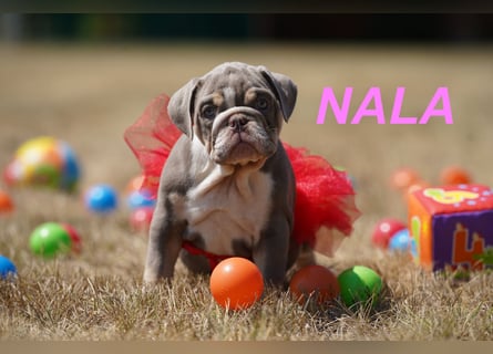 Gesunde, Reinrassige & Wunderschöne Englische Bulldogge Welpen