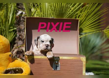 Gesunde, Reinrassige & Wunderschöne Englische Bulldogge Welpen