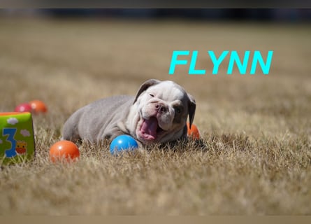 Gesunde, Reinrassige & Wunderschöne Englische Bulldogge Welpen