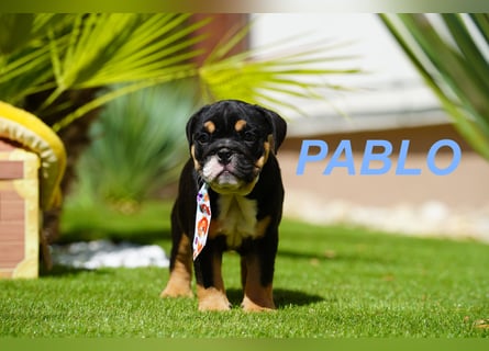 Gesunde, Reinrassige & Wunderschöne Englische Bulldogge Welpen