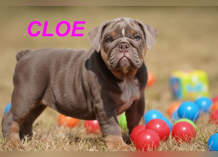 Gesunde, Reinrassige & Wunderschöne Englische Bulldogge Welpen