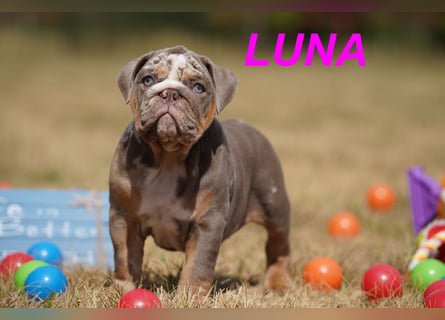 Gesunde, Reinrassige & Wunderschöne Englische Bulldogge Welpen
