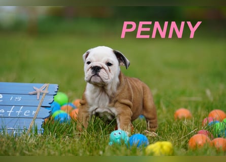 Gesunde, Reinrassige & Wunderschöne Englische Bulldogge Welpen