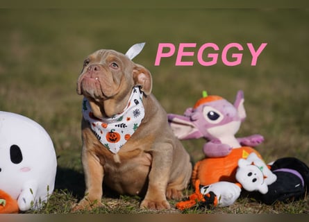 Gesunde, Reinrassige & Wunderschöne Englische Bulldogge Welpen