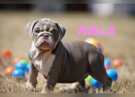 Gesunde, Reinrassige & Wunderschöne Englische Bulldogge Welpen