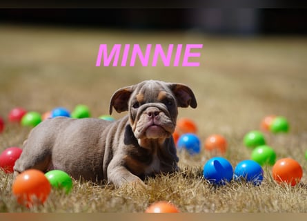 Gesunde, Reinrassige & Wunderschöne Englische Bulldogge Welpen