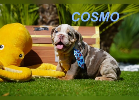 Gesunde, Reinrassige & Wunderschöne Englische Bulldogge Welpen