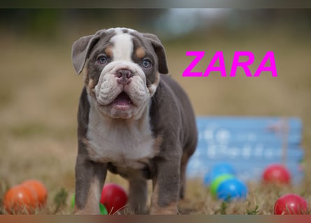 Gesunde, Reinrassige & Wunderschöne Englische Bulldogge Welpen