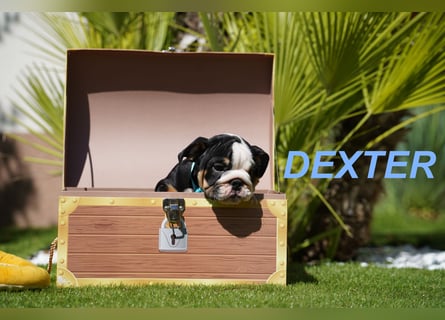 Gesunde, Reinrassige & Wunderschöne Englische Bulldogge Welpen