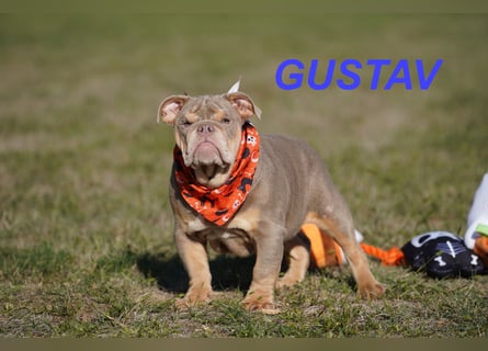 Gesunde, Reinrassige & Wunderschöne Englische Bulldogge Welpen