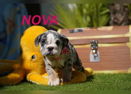 Gesunde, Reinrassige & Wunderschöne Englische Bulldogge Welpen