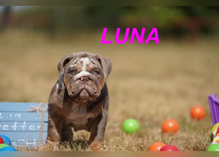 Gesunde, Reinrassige & Wunderschöne Englische Bulldogge Welpen