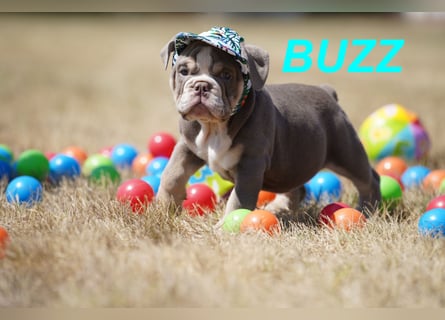 Gesunde, Reinrassige & Wunderschöne Englische Bulldogge Welpen
