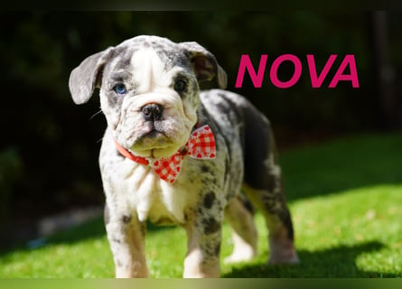 Gesunde, Reinrassige & Wunderschöne Englische Bulldogge Welpen