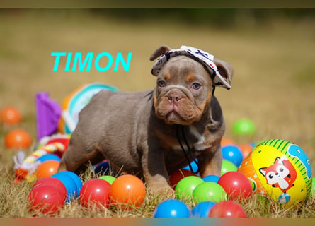 Gesunde, Reinrassige & Wunderschöne Englische Bulldogge Welpen