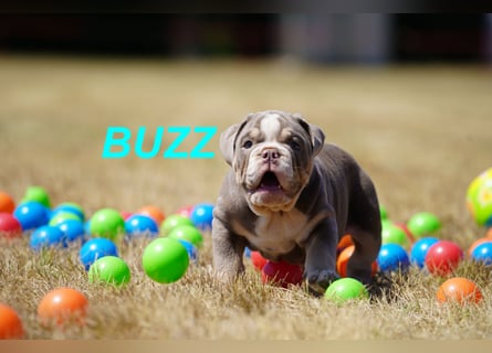 Gesunde, Reinrassige & Wunderschöne Englische Bulldogge Welpen